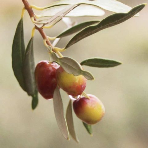 Real Olive Company