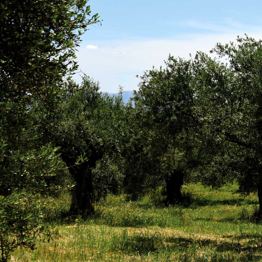 Organic Unfiltered Polyphenol-Rich Greek Extra Virgin Olive Oil - Image 4
