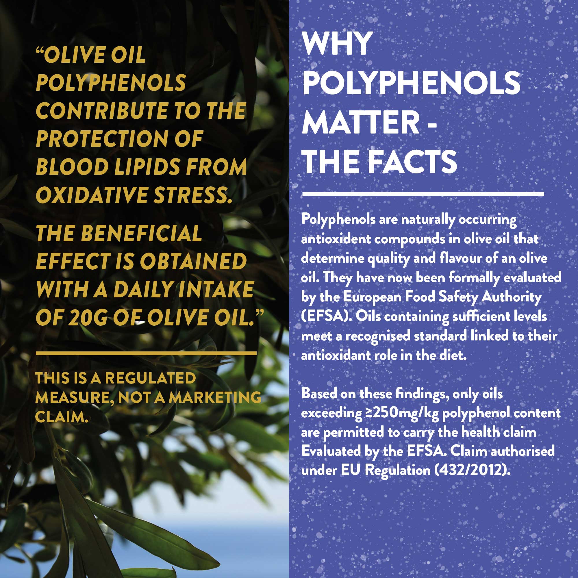 Organic Unfiltered Polyphenol-Rich Greek Extra Virgin Olive Oil - Image 6