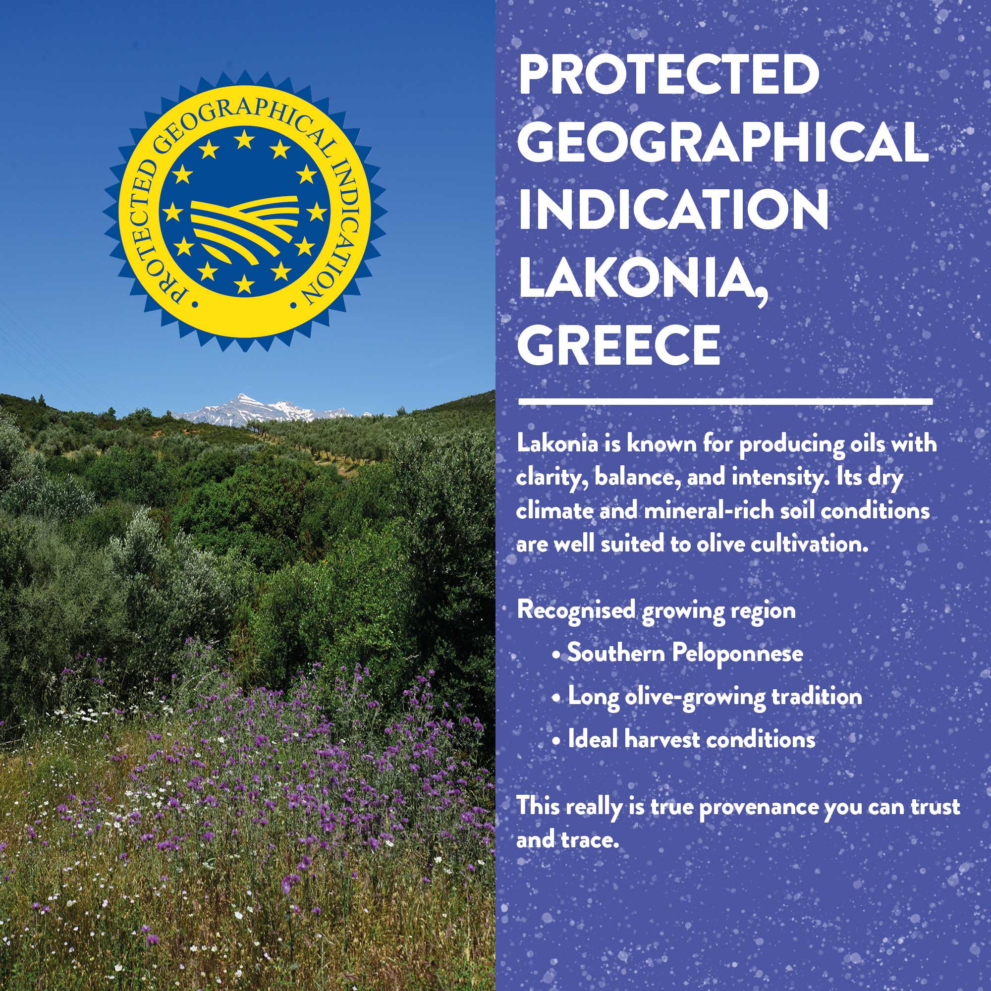Organic Unfiltered Polyphenol-Rich Greek Extra Virgin Olive Oil - Image 9