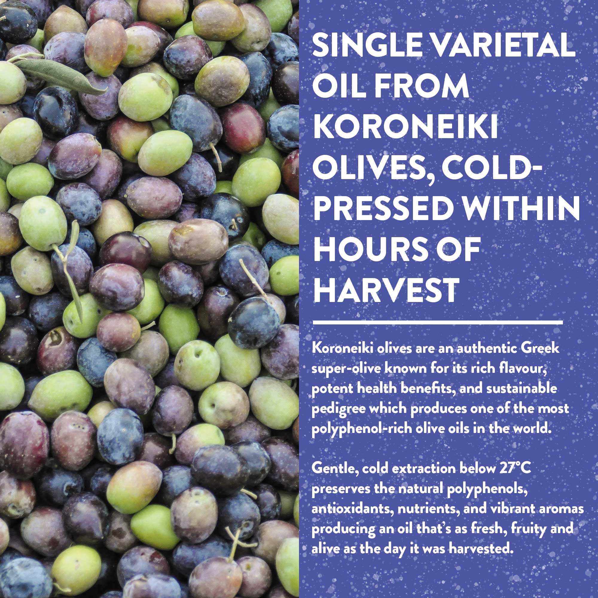 Organic Unfiltered Polyphenol-Rich Greek Extra Virgin Olive Oil - Image 10